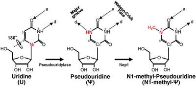 Frontiers | The Critical Contribution of Pseudouridine to mRNA COVID-19 ...