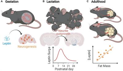 Physiogenex presents the SDT Fatty Rat at Keystone Symposia 2020