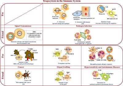 Frontiers | Gnawing Between Cells and Cells in the Immune System ...