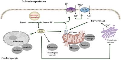Distinct Roles of Autophagy in the Heart During Ischemia and Reperfusion