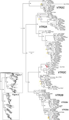 Sinario of the evolution of the function of DL/DRC-related genes. The