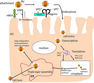 Frontiers | Rotavirus Interactions With Host Intestinal Epithelial Cells