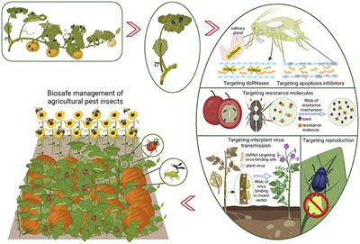 Frontiers | RNAi Targets in Agricultural Pest Insects: Advancements ...