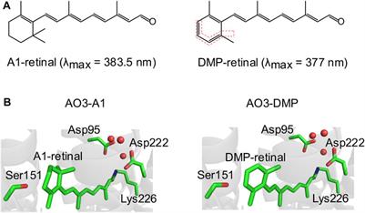 Frontiers  Exploring the Retinal Binding Cavity of