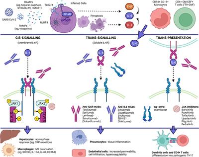 Frontiers | Immunotherapy of COVID-19: Inside and Beyond IL-6 Signalling