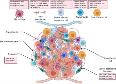 Frontiers | Long Non-Coding RNAs in Lung Cancer: The Role in Tumor ...