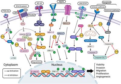 Frontiers | Long Noncoding RNA H19: A Novel Therapeutic Target Emerging ...