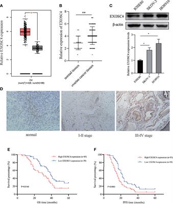 Frontiers | Exosome Component 4 Promotes Epithelial Ovarian Cancer Cell ...