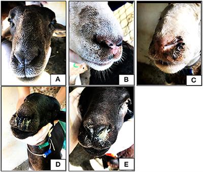 Frontiers  Prophylactic Effects of Ivermectin and Closantel Treatment in  the Control of Oestrus ovis Infestation in Sheep