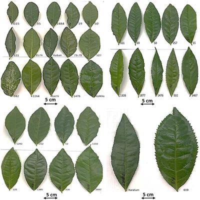 Frontiers | Genetic Diversity and Genome Size Variability in the ...