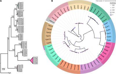 Spider phylosymbiosis: divergence of widow spider species and their  tissues' microbiomes, BMC Ecology and Evolution