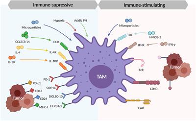 Frontiers Deciphering Comprehensive Features Of Tumor