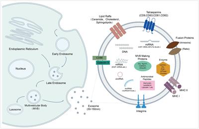 Frontiers | Mesenchymal Stem Cell-Derived Exosome Therapy of Microbial ...