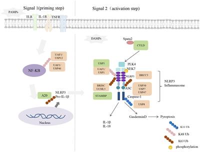 Frontiers | Cellular Deubiquitylating Enzyme: A Regulatory Factor of ...