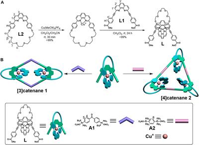 Syntheses of three-dimensional catenanes under kinetic control