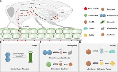 Effects of Pathogen-Vector Interactions on the Transmission of Dengue Virus  - microbewiki