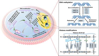 Frontiers Deciphering The Epigenetic Code Of Stem Cells Derived From Dental Tissues Dental Medicine