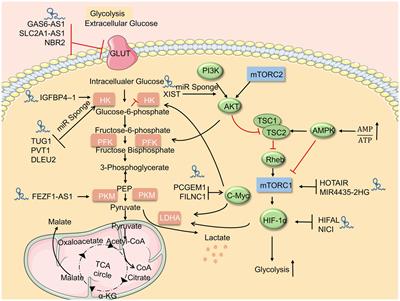 Frontiers | The Triangle Relationship Between Long Noncoding RNA, RIG-I ...