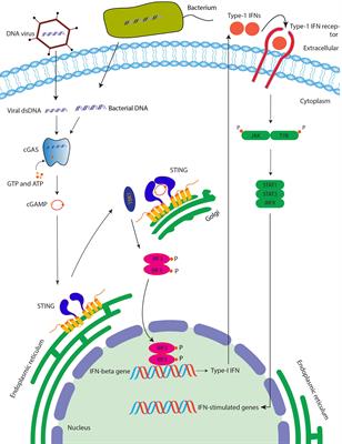 Frontiers | Activation of STING Based on Its Structural Features