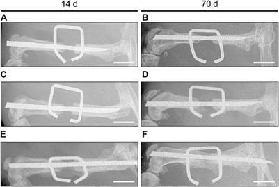 Frontiers  Local Application of Mineral-Coated Microparticles