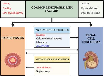 Frontiers  Risk Factors for the Comorbidity of Hypertension and Renal Cell  Carcinoma in the Cardio-Oncologic Era and Treatment for Tumor-Induced  Hypertension