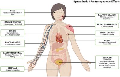 Schematic comparison of body proportions in a normal girl, in our