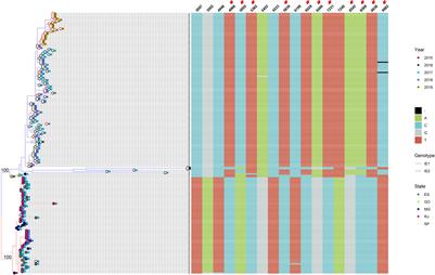 Origin of the São Paulo Yellow Fever epidemic of 2017–2018 revealed through  molecular epidemiological analysis of fatal cases