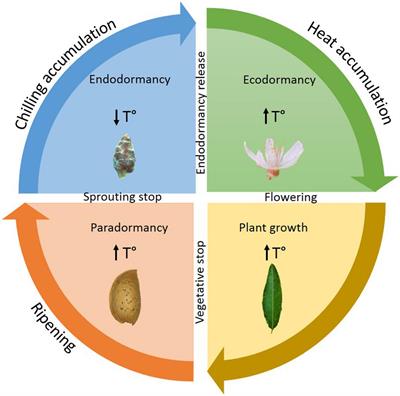 Frontiers | Advancing Endodormancy Release in Temperate Fruit Trees ...