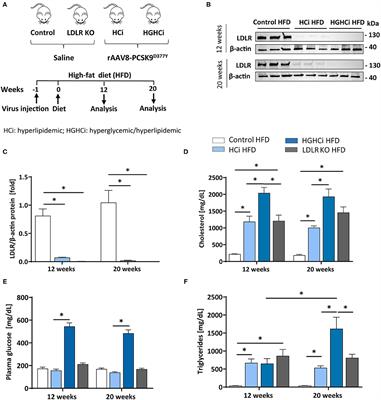 Novel Nongenetic Murine Model of Hyperglycemia and Hyperlipidemia-Associated Aggravated Atherosclerosis