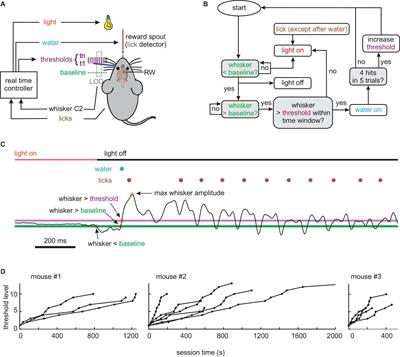 Frontiers | Adaptive Whisking in Mice