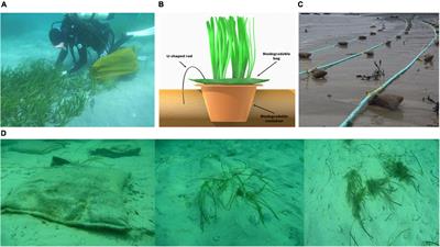 Seagrass and the replantation project in the Mediterranean Sea