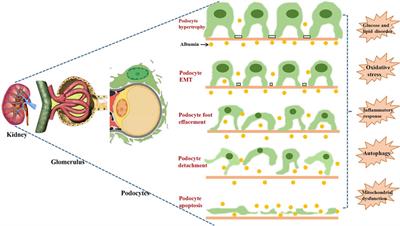 Frontiers  Exploring the underlying mechanisms of obesity and diabetes and  the potential of Traditional Chinese Medicine: an overview of the literature