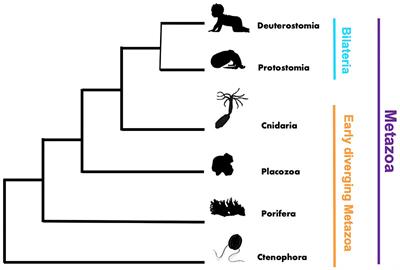 Frontiers | Editorial: Innate Immunity in Early Diverging Metazoans