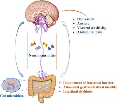 Frontiers | Neurotransmitter and Intestinal Interactions: Focus on the ...