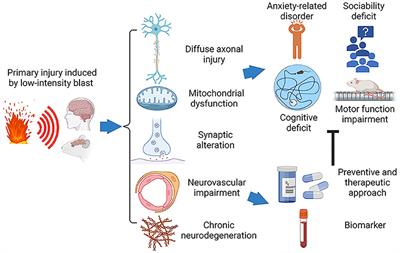 Frontiers | Perspectives on Primary Blast Injury of the Brain ...