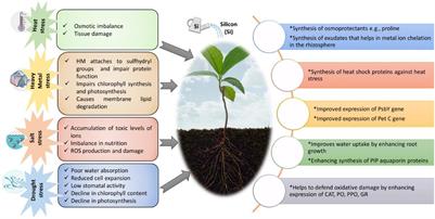 Frontiers | Multidimensional Role of Silicon to Activate Resilient ...