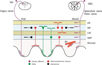 Frontiers | Constipation Caused by Anti-calcitonin Gene-Related Peptide ...