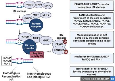 Frontiers | Type-I Interferon Signaling in Fanconi Anemia