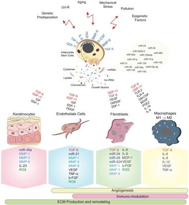 Experimental Stem Cell Therapy Speeds Up Wound Healing in Diabetes