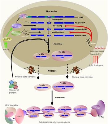 Ribosome-Inactivating and Related Proteins – topic of research paper in  Biological sciences. Download scholarly article PDF and read for free on  CyberLeninka open science hub.