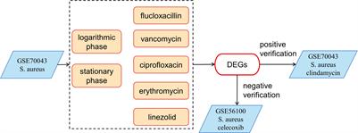 Stress-induced inactivation of the Staphylococcus aureus purine  biosynthesis repressor leads to hypervirulence