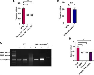 Frontiers | A Putative Plasmodium RNA-Binding Protein Plays a Critical ...