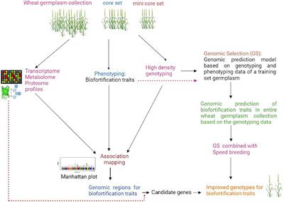 Frontiers | Wheat Biofortification: Utilizing Natural Genetic Diversity ...