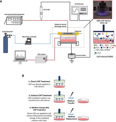 Frontiers | Cold Atmospheric Plasma Attenuates Breast Cancer Cell ...