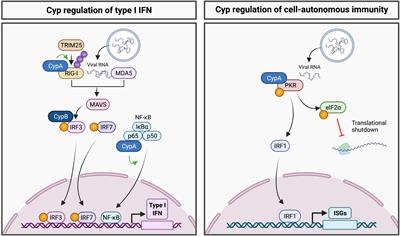 Frontiers | Emerging Roles of Cyclophilin A in Regulating Viral Cloaking