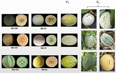 Fragment Design logo grown on a melon