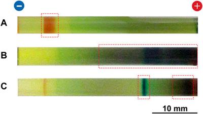 Frontiers | Precipitation Patterns in Reaction–Diffusion–Reaction ...