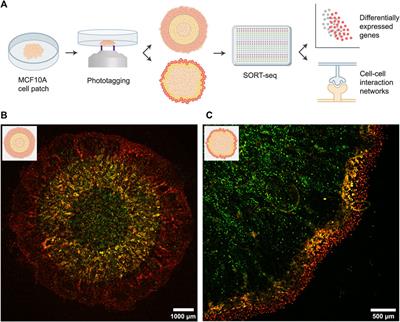 Frontiers  Single-cell transcriptome reveals diversity of Müller cells  with different metabolic-mitochondrial signatures in normal and degenerated  macula