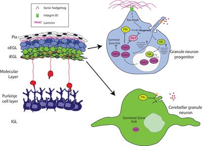 Frontiers | Neuronal Polarity Pathways as Central Integrators of Cell ...