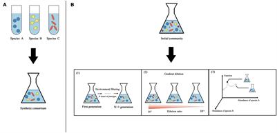 Frontiers | Construction of Environmental Synthetic Microbial Consortia ...